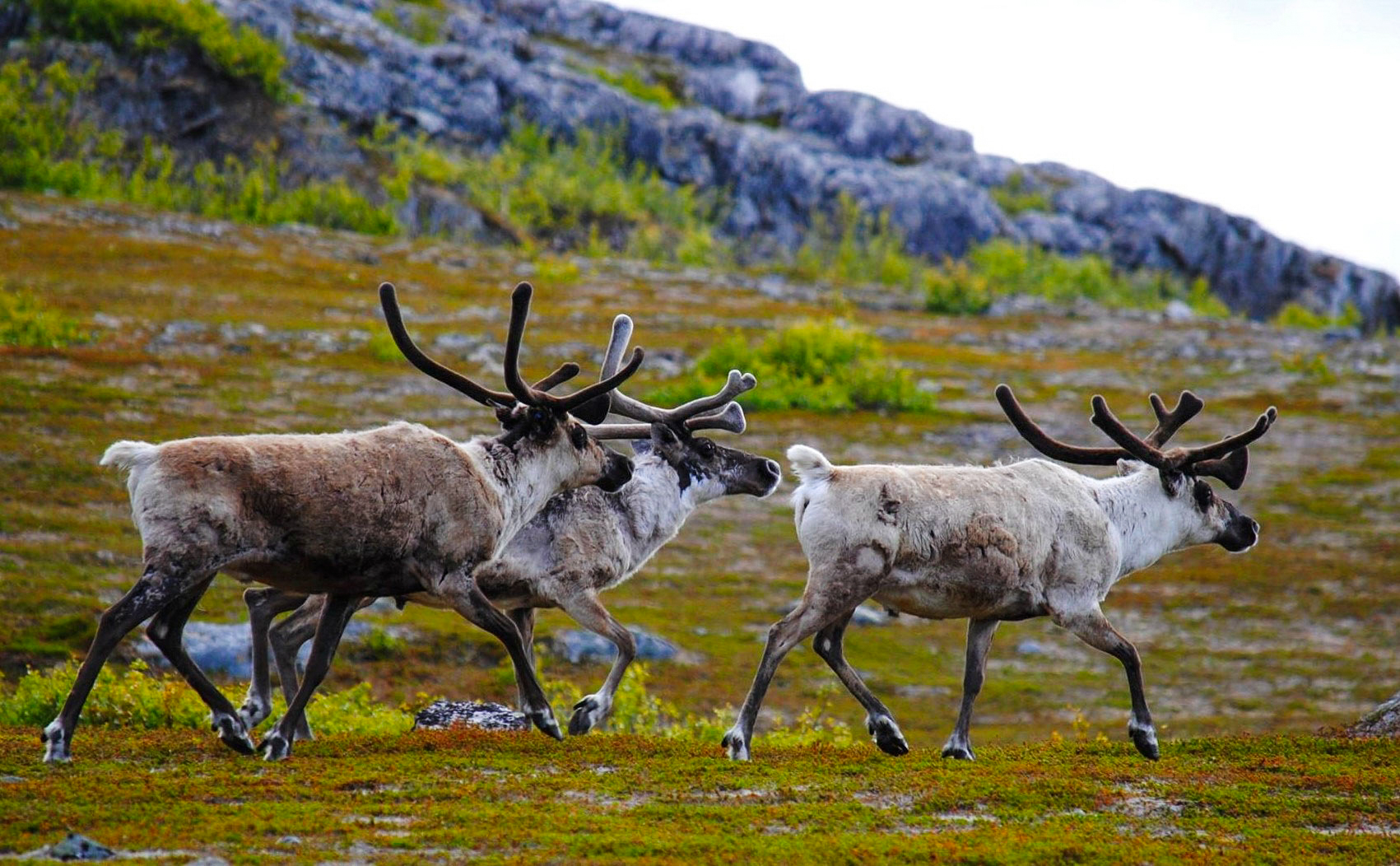 Visit a Reindeer Farm and Wild Forests - Lapland Welcome in Finland