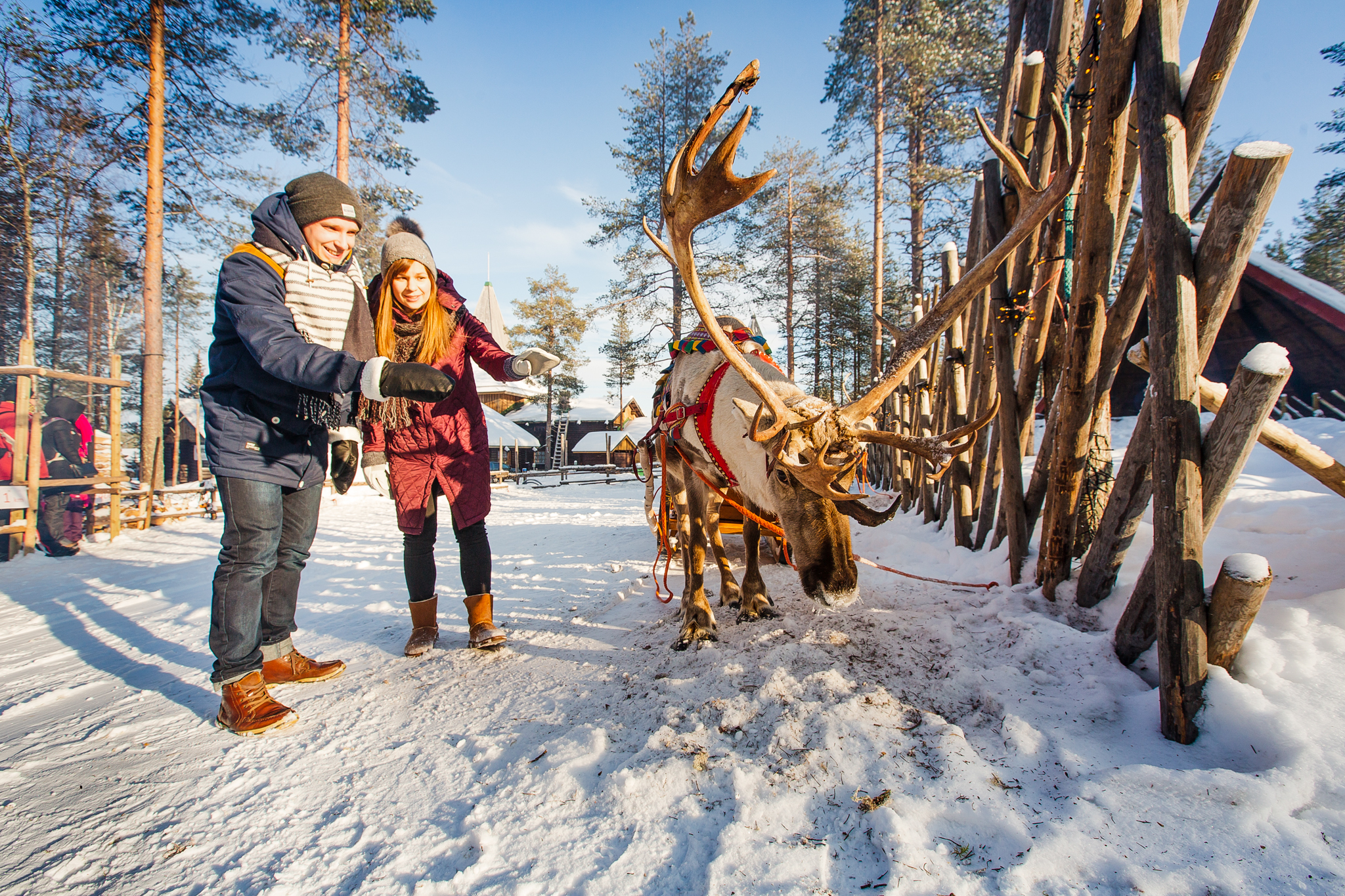 two people next to Reindeer on farm