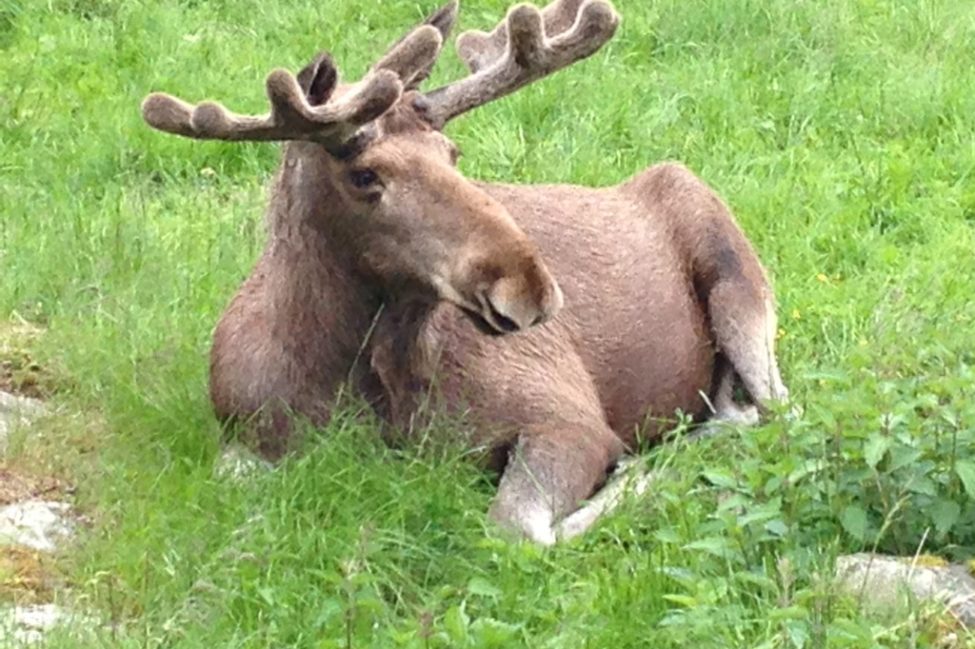 Moose Safari 2018 Lapland in Finland