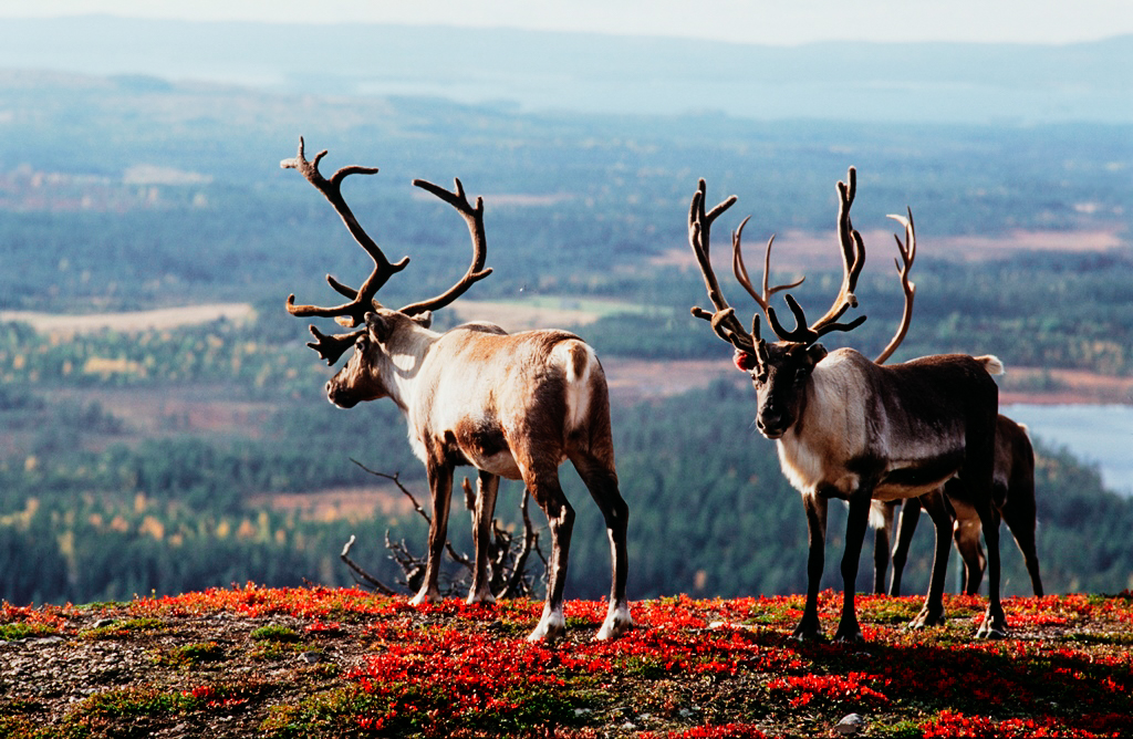 Reindeers at summer time and landscape