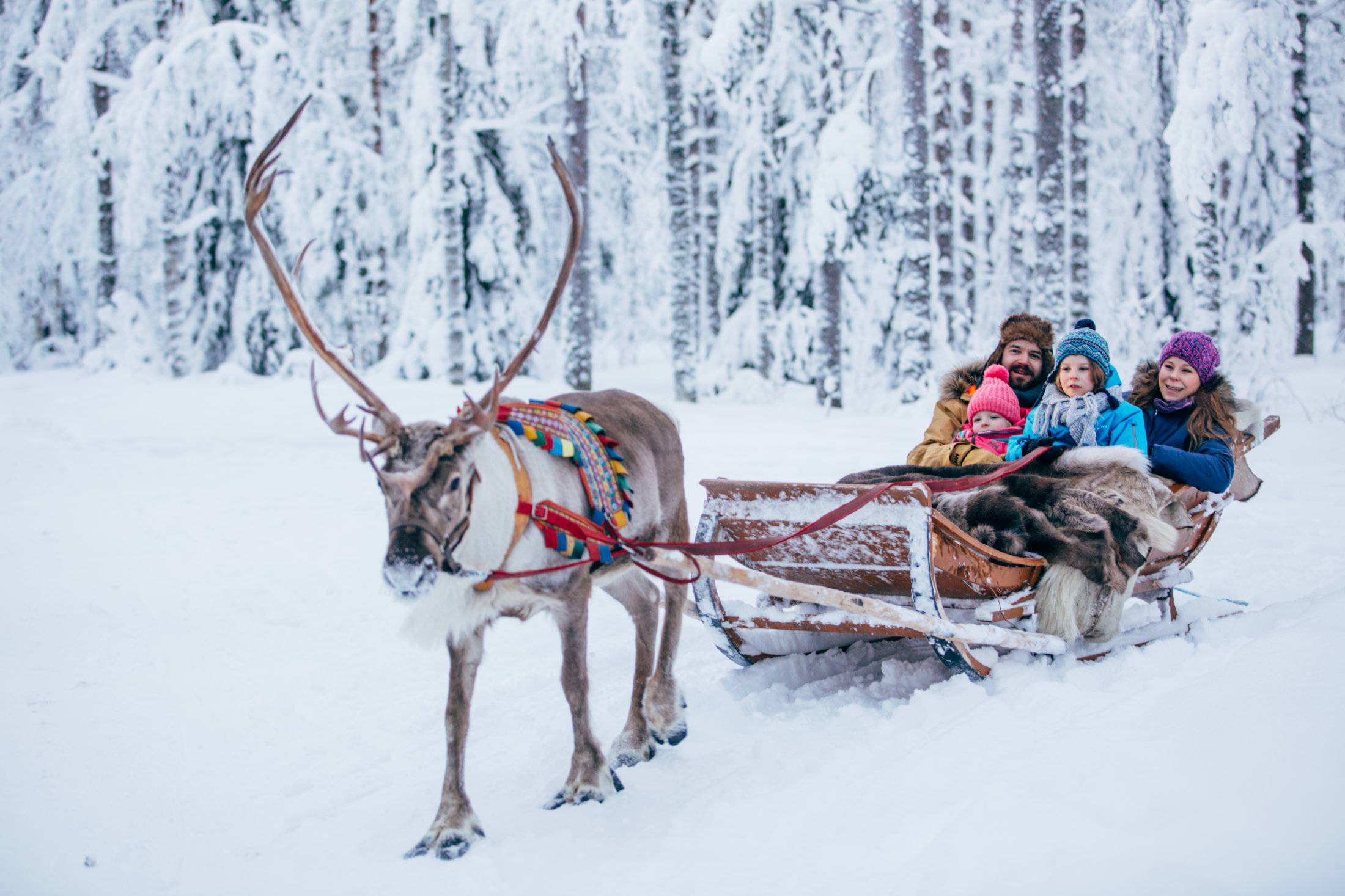 Reindeer Ride Santa Claus Village Rovaniemi Lapland Finland 16 1 Lapland Welcome In Finland