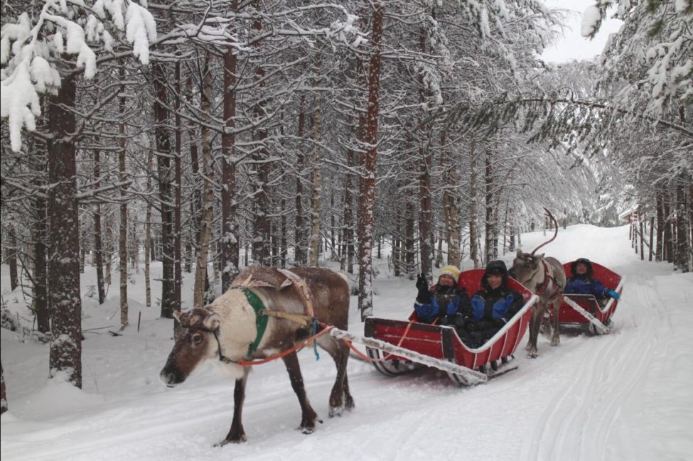 reindeer_sleigh Lapland in Finland