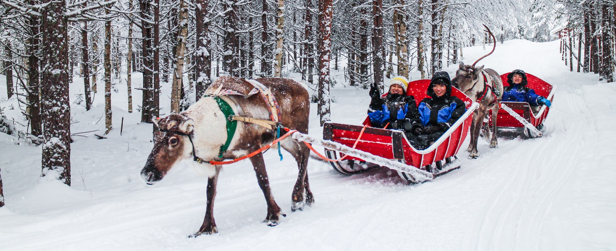 Snowmobile Safari to Reindeer Farm with Short Sleigh Ride - Lapland ...