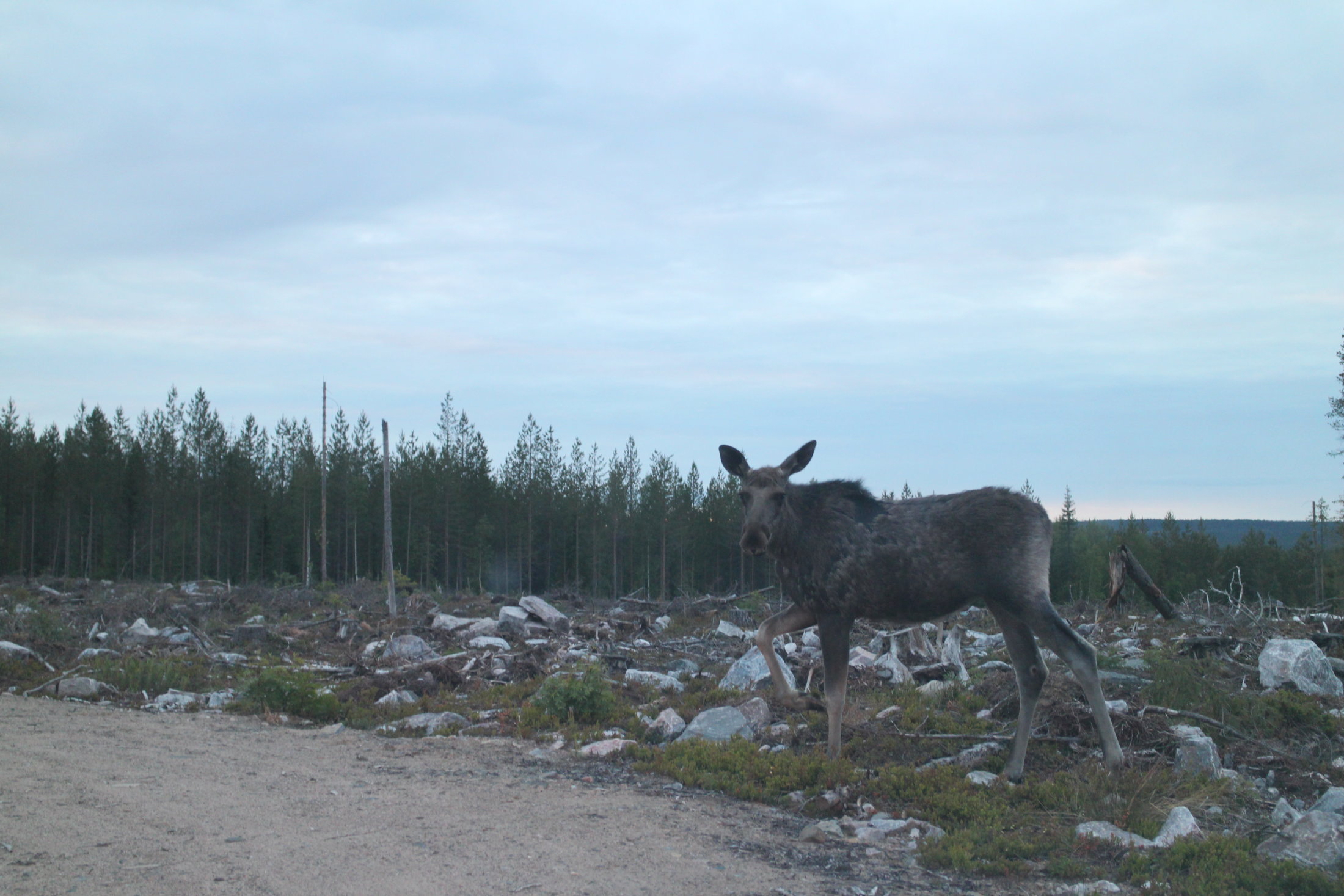 Moose safari 12.06.2018 Lapland in Finland