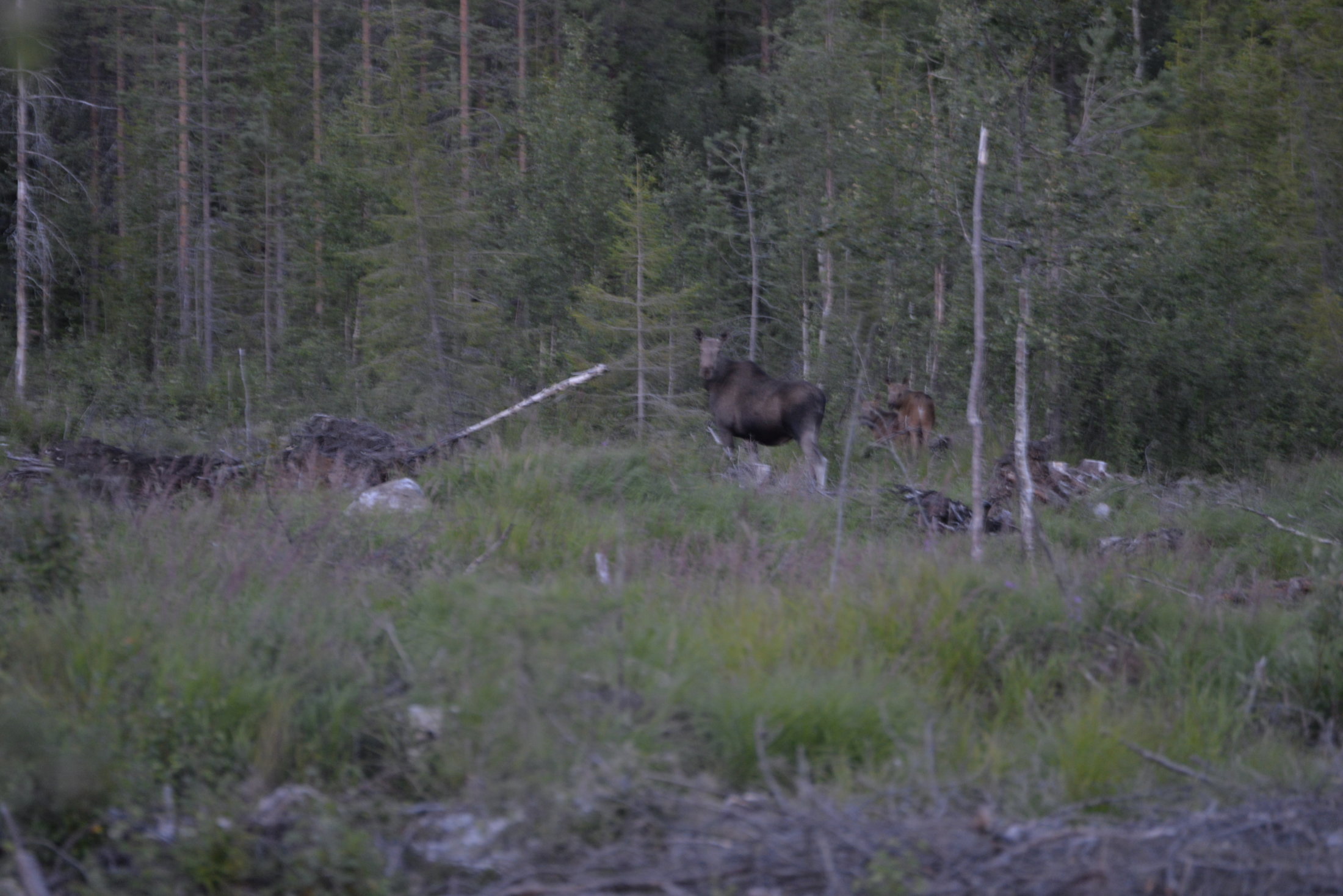 High Moose Population - Lapland Welcome in Finland