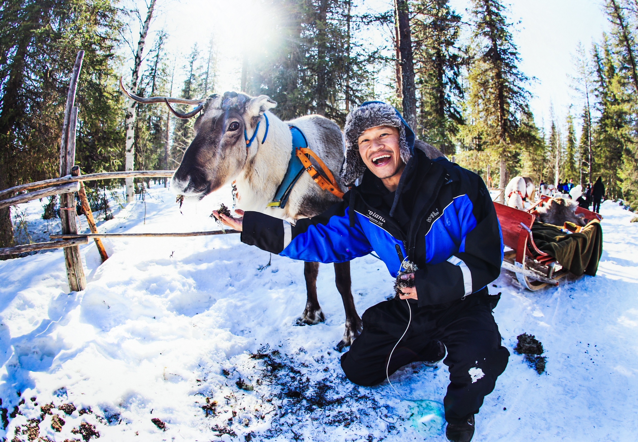 happy man feeding a reindeer at a farm