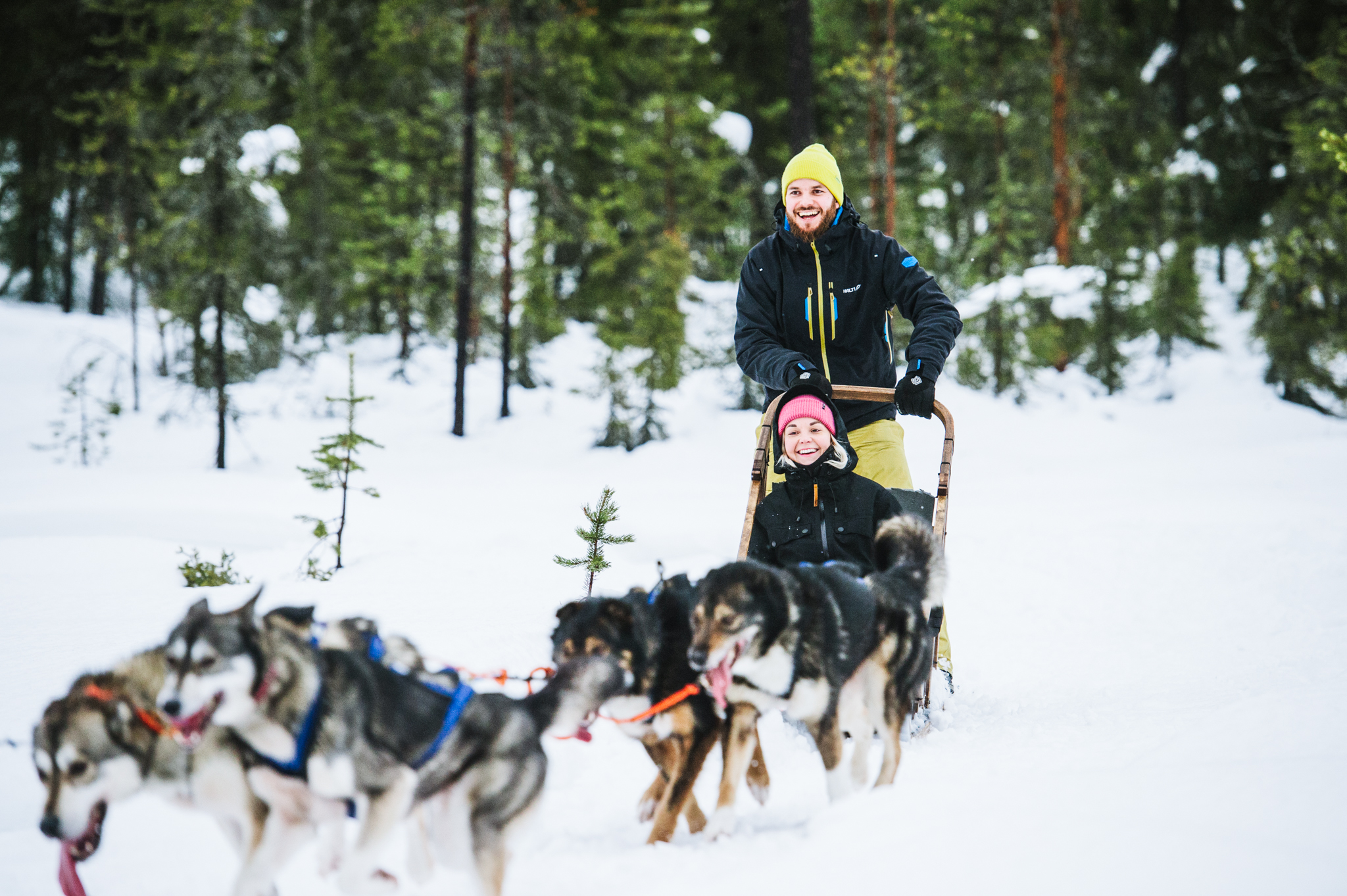 happy people on a sleigh pulled from a husky team