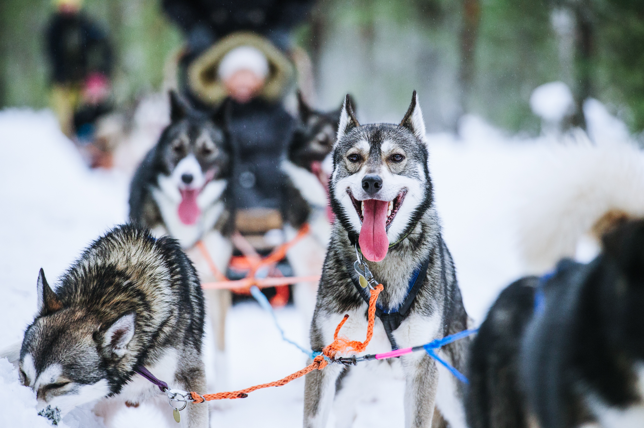 happy dogs pulling a sleight