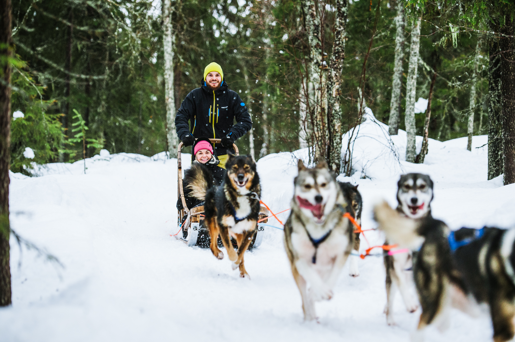 huskies pulling a sleight with happy people