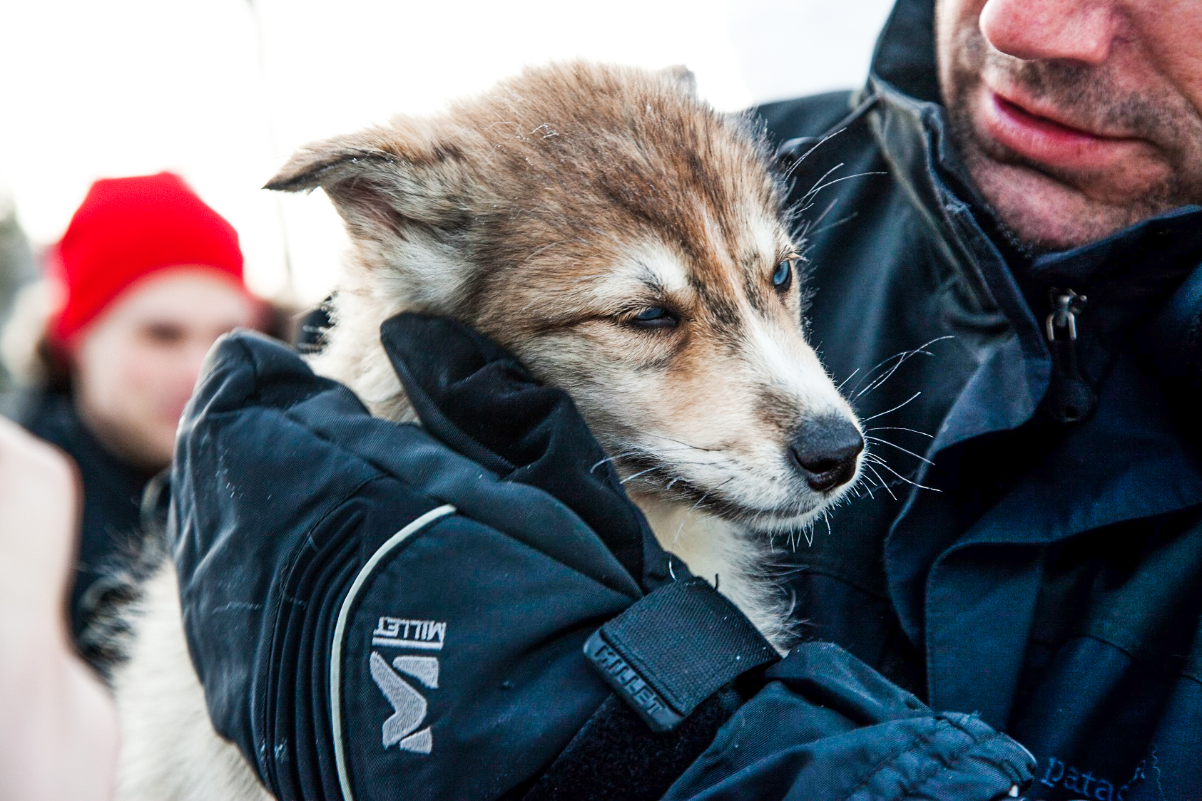 Lapland Welcome - Visit a husky farm and 2h safari - 4 - Small ...