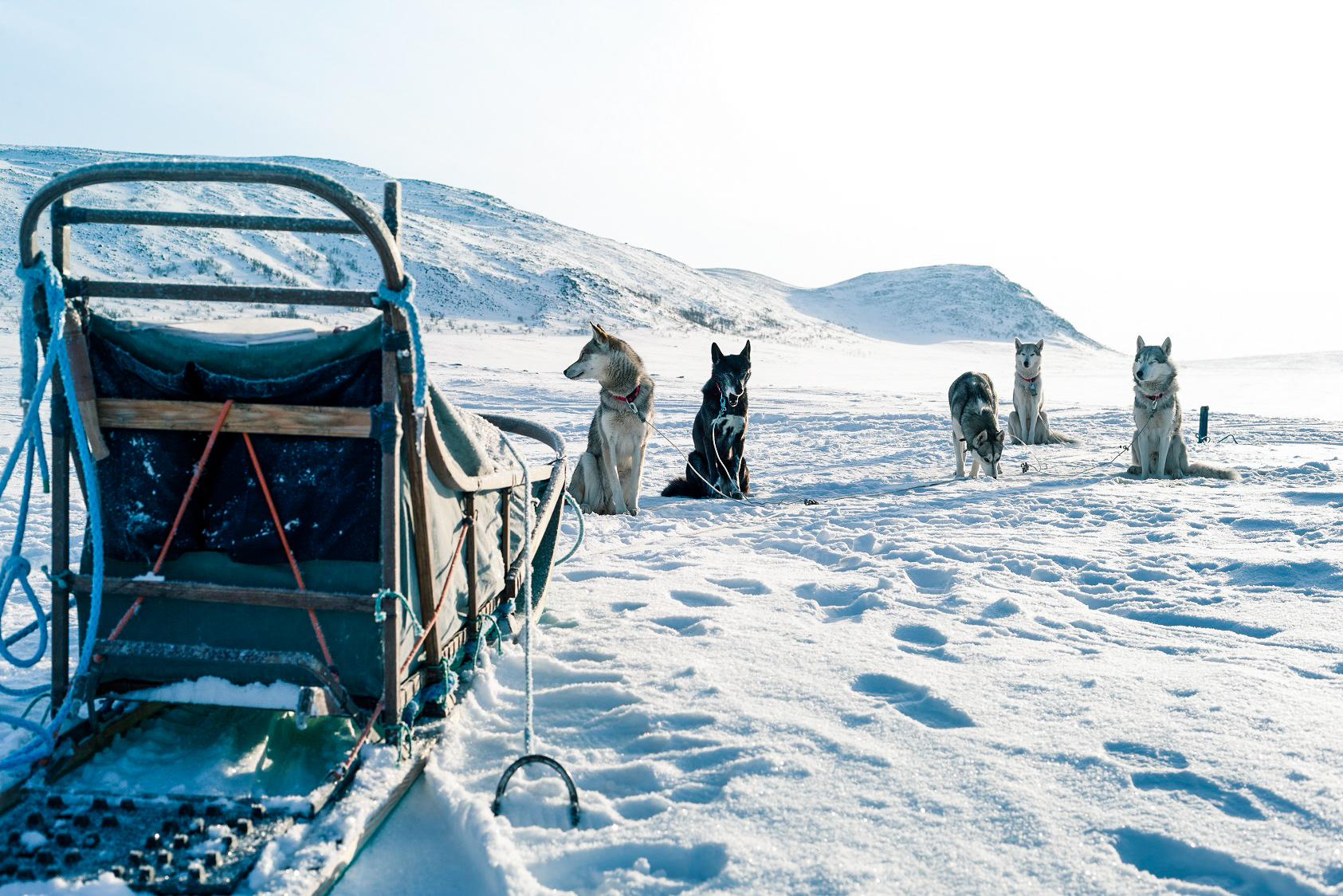 resting husky team in snowy landscape