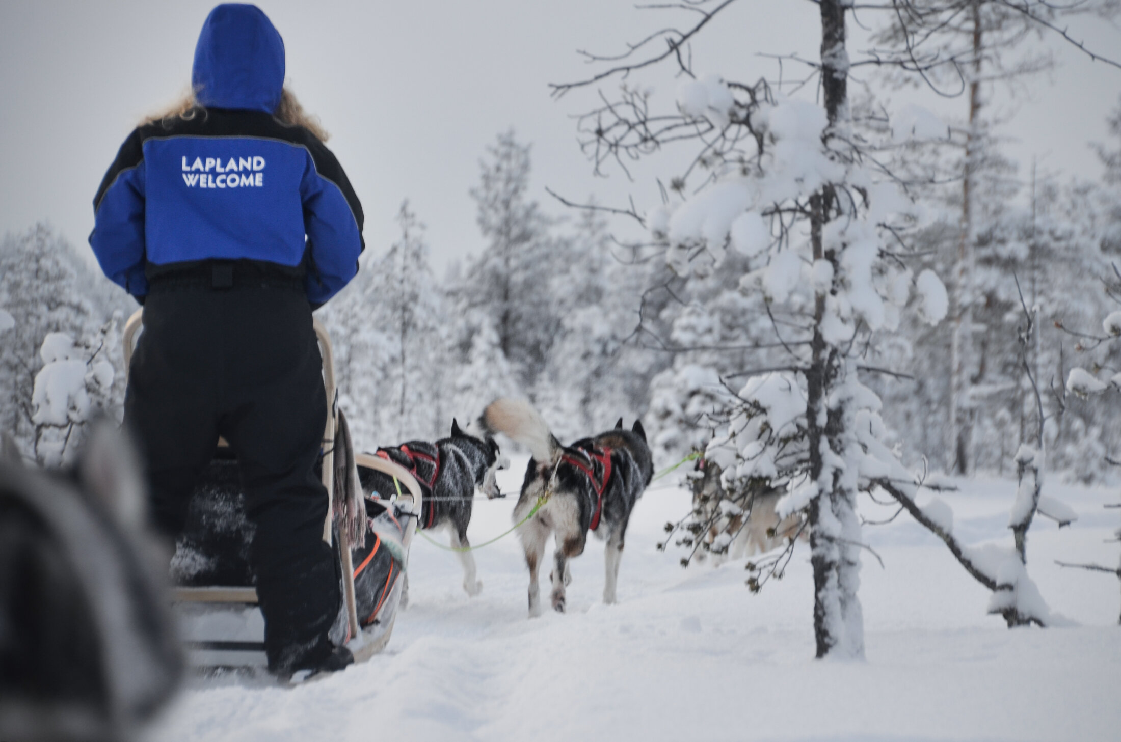 PHOTO 3 Lapland in Lappland Finnland