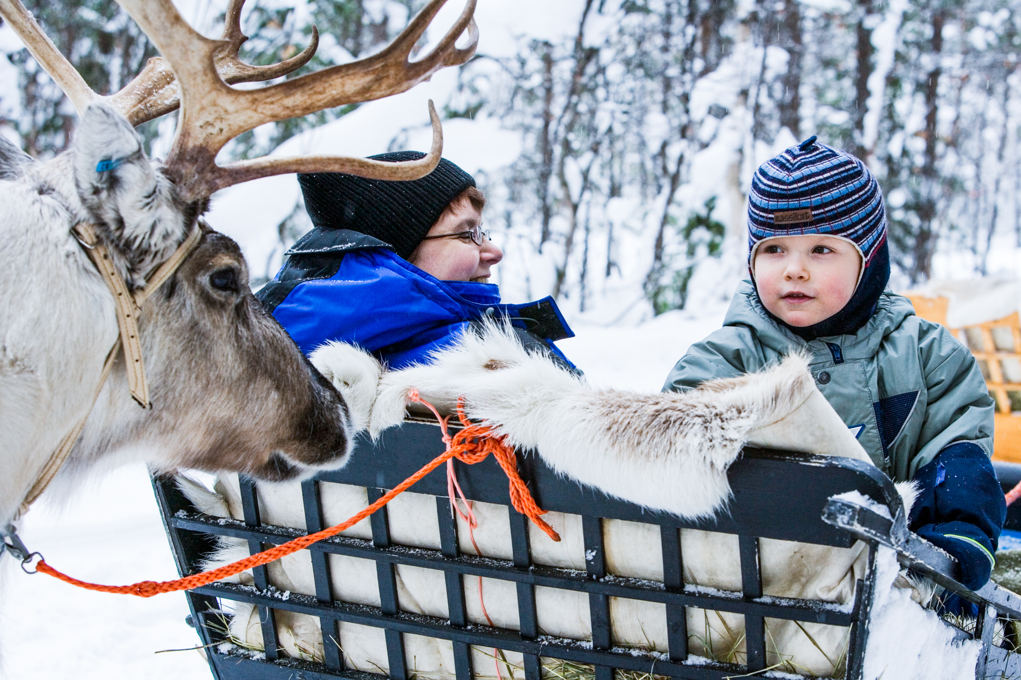 child an woman in a Reindeer Sleigh