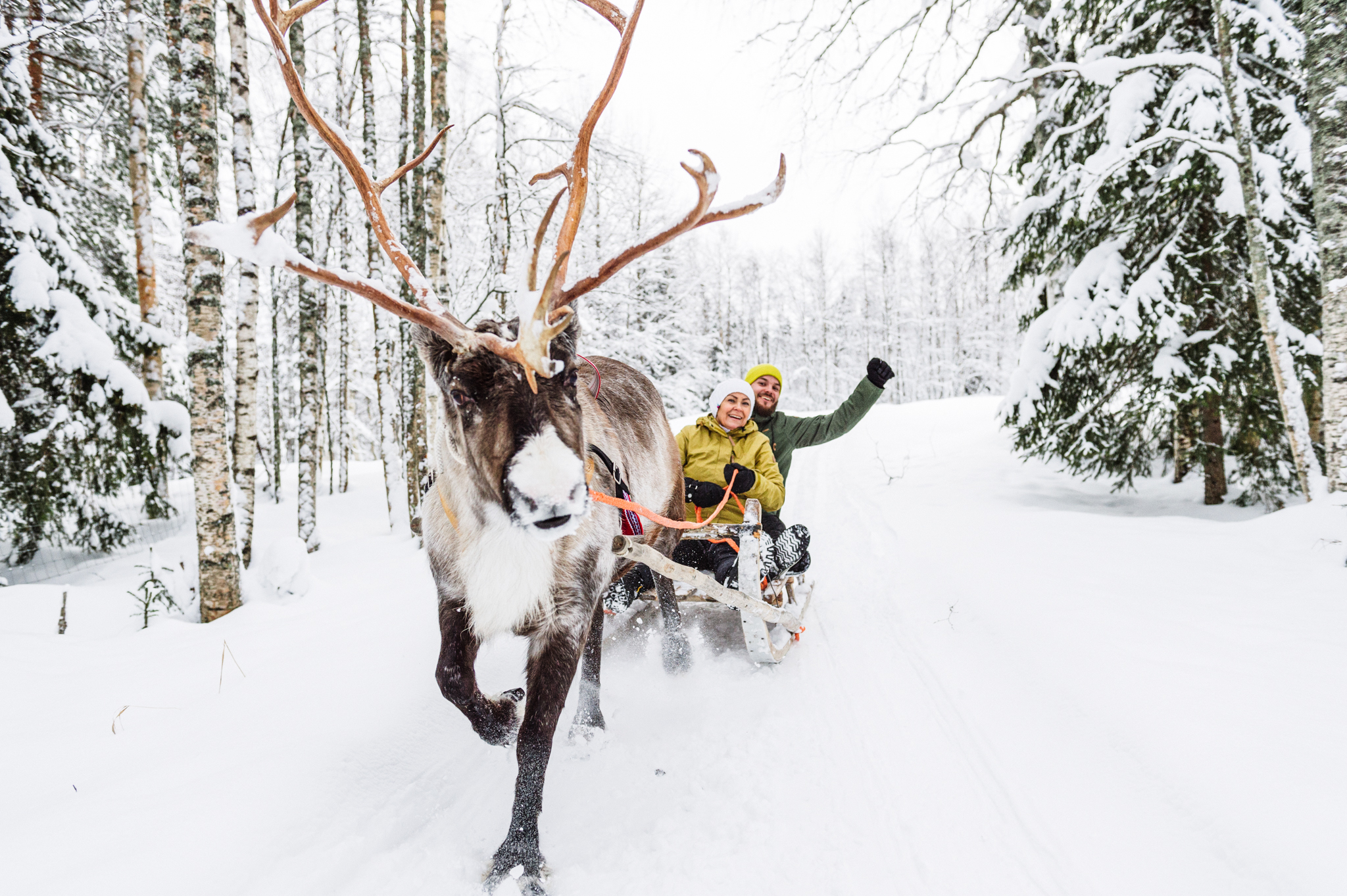 reindeer pulling a sleight with people in snowy forest