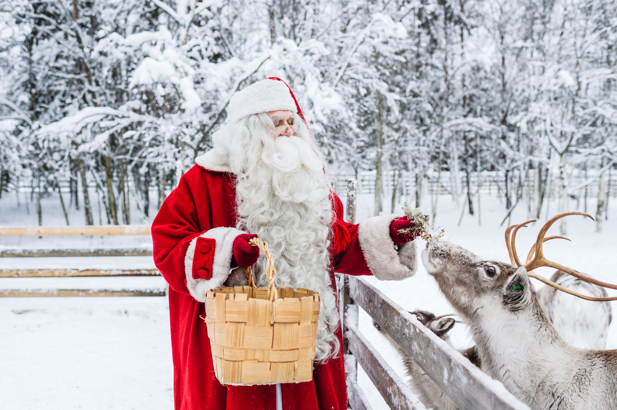 Santa Claus feeding a Reindeer