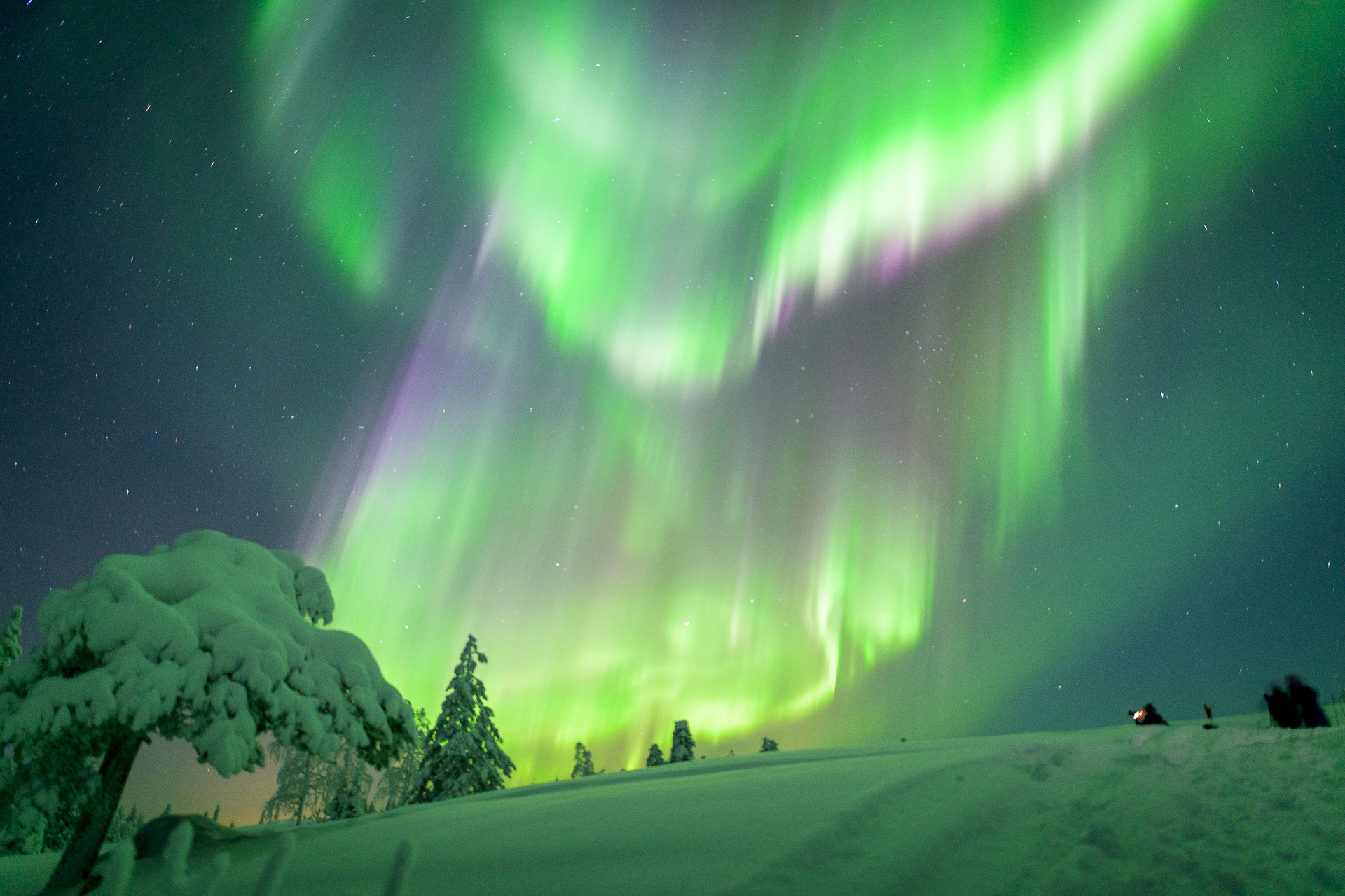 Northern Lights in the snowy forest