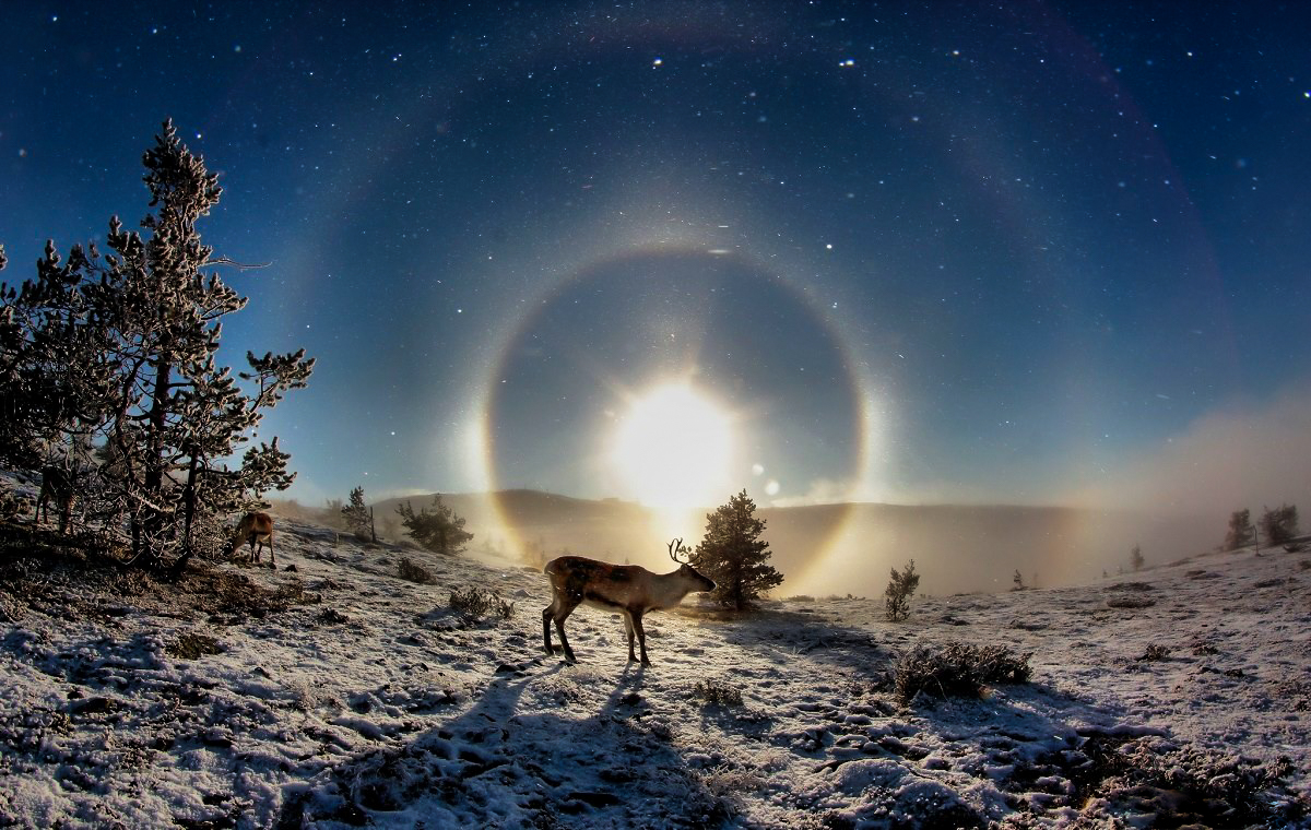 Landscape and reindeer