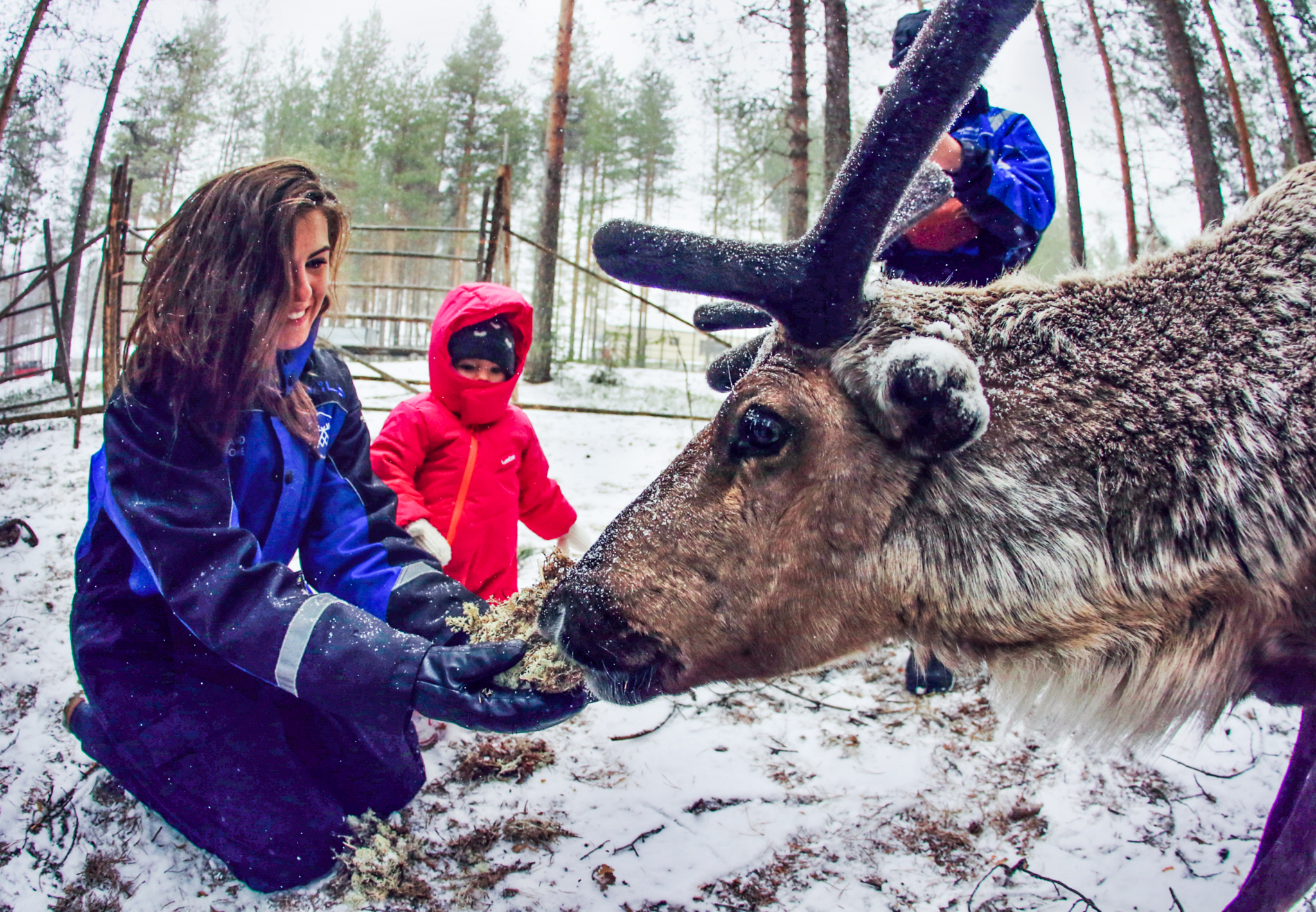 Reindeer Farm 