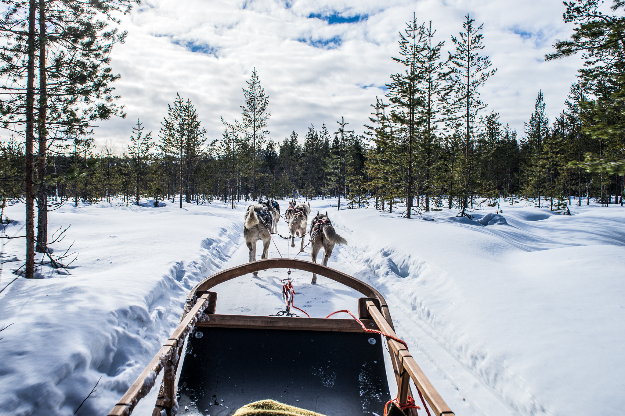 husky team pulling sleight in forest