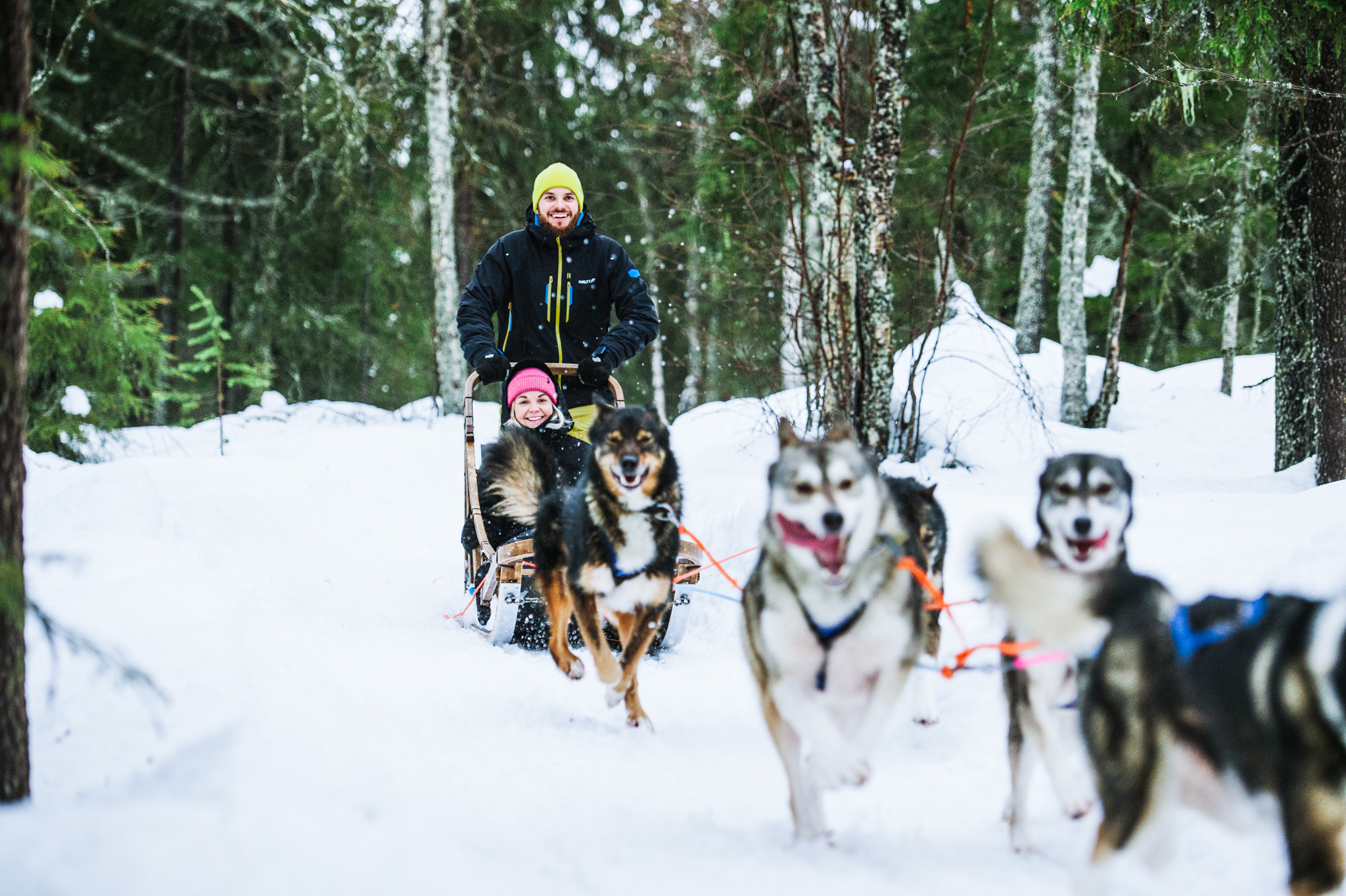 husky team pulling a sleight with happy people