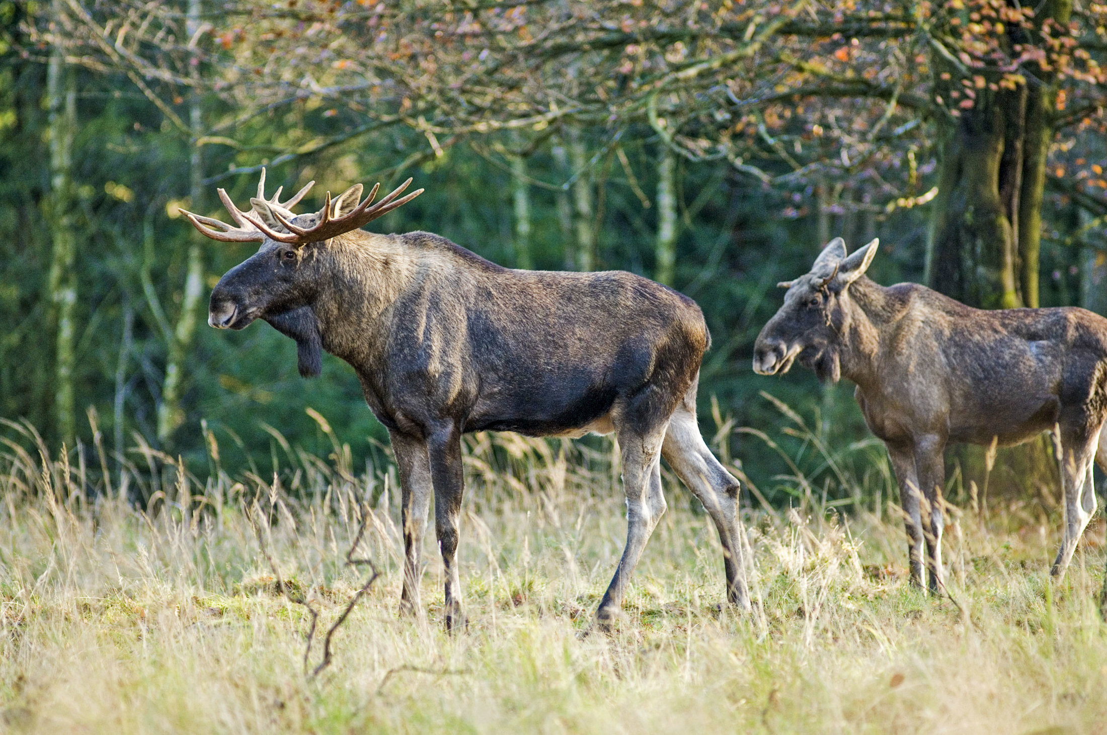 Lapland Moose watching safari 2_1 Lapland in Finland