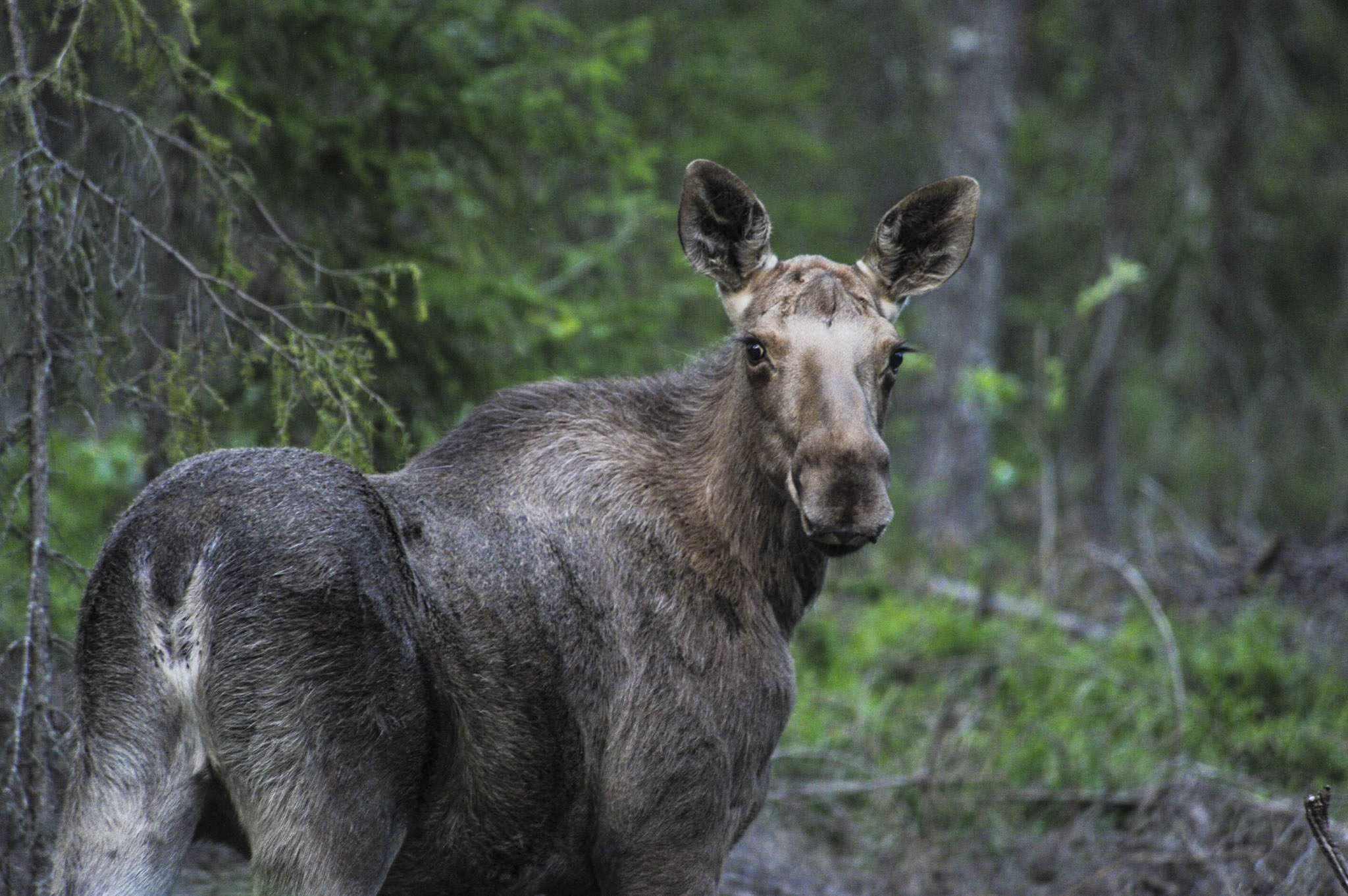 Lapland Moose watching safari_1 Lapland in Lappland