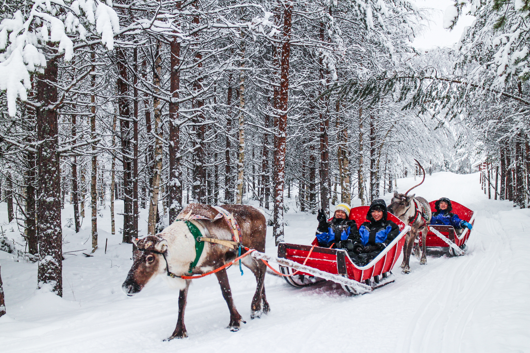 Reindeer Farm Sleight Ride