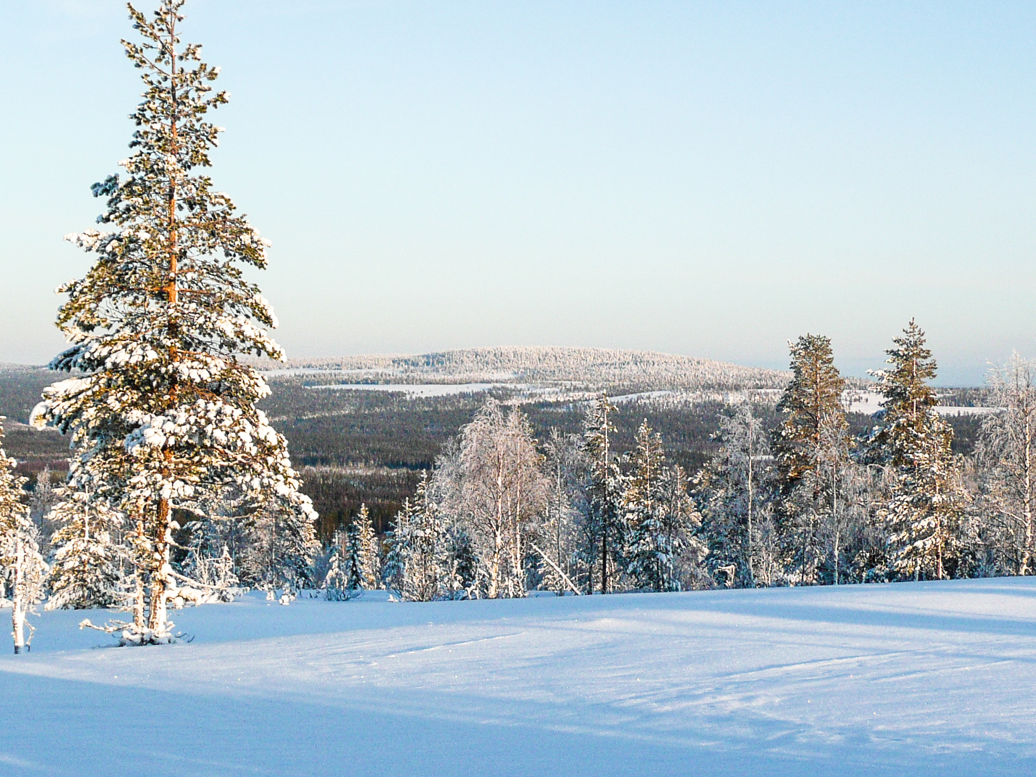 view of forest with snow