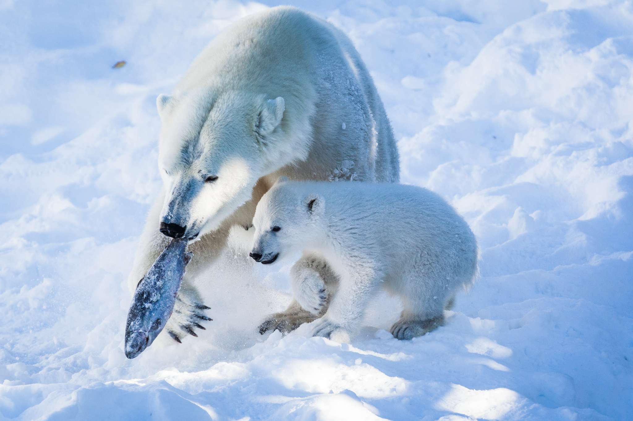 young and adult polar bear eating fish