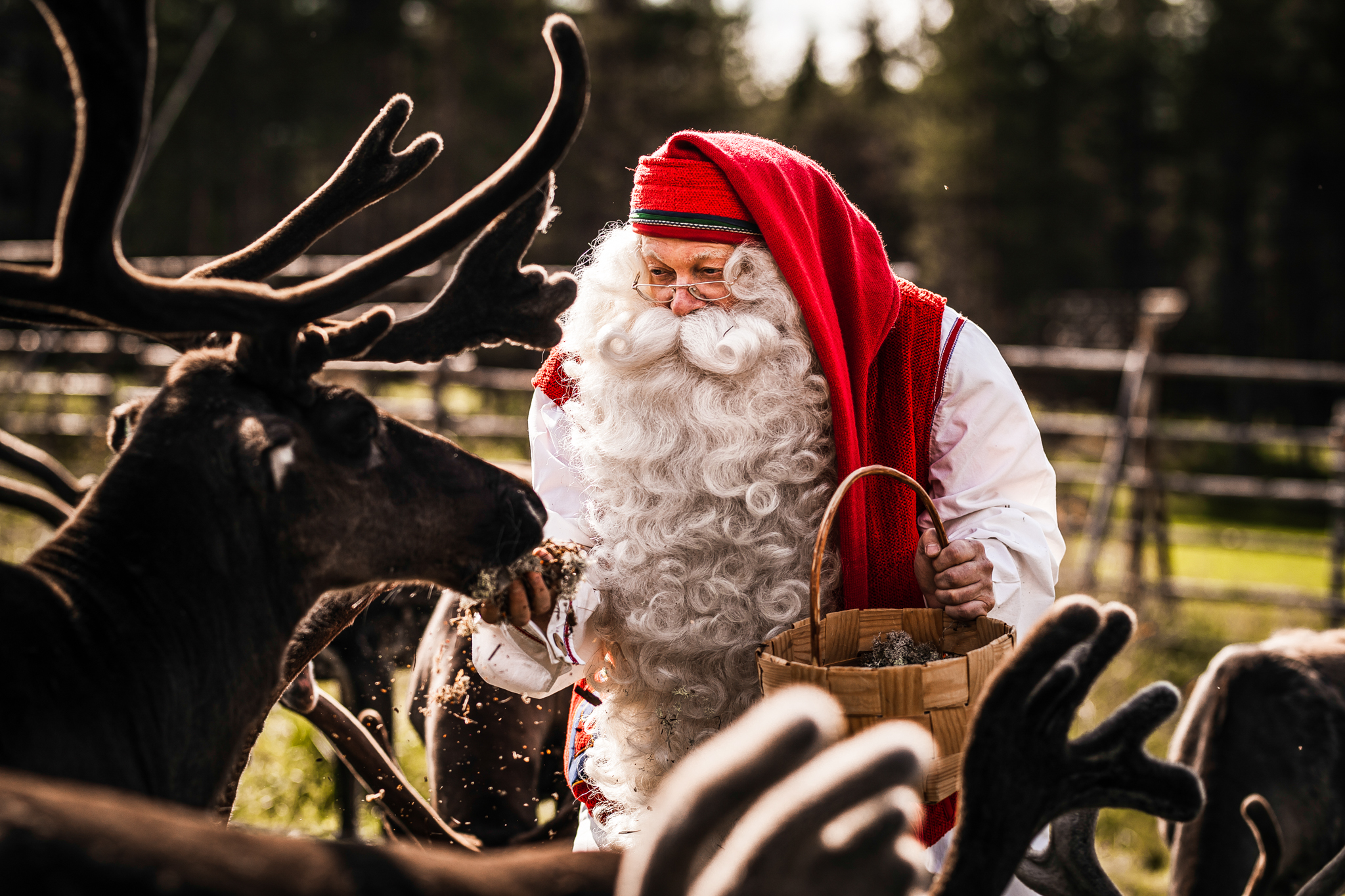 Santa Claus feeding Reindeer
