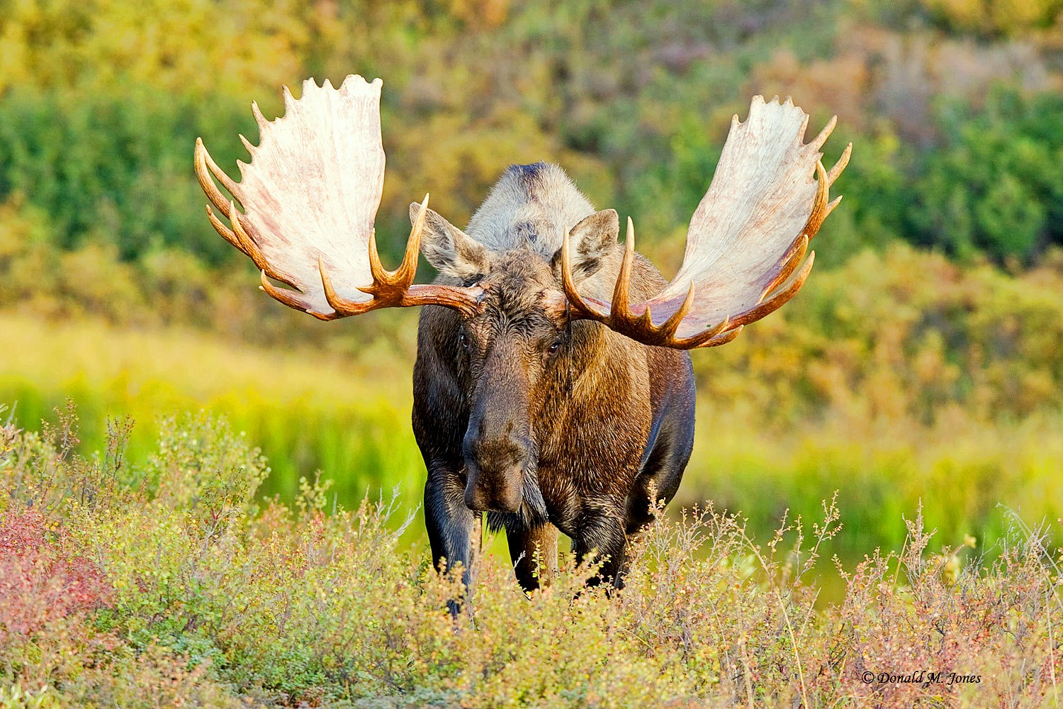 Private Moose Safari Lapland in Finland