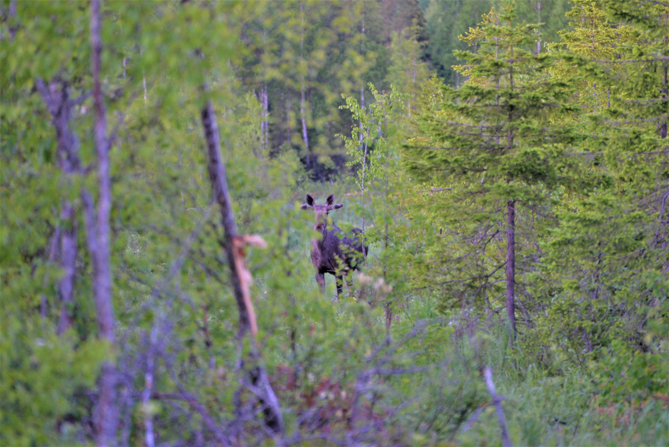 Moose Safari 130622 Lapland in Finland